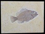 Top Quality Priscacara Fossil Fish #36939-1